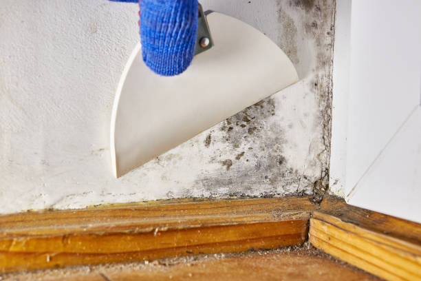 Best Mold Prevention Services  in Elm Springs, AR