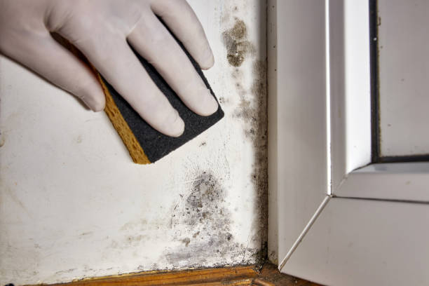 Best Real Estate Mold Inspection  in Elm Springs, AR