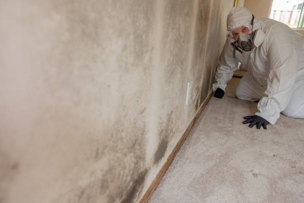 Best Mold-Related Health Consultation  in Elm Springs, AR